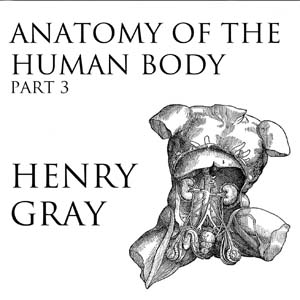 Anatomy of the Human Body, Part 3 (Gray's Anatomy) - Henry Gray - Free Audio Books Online Audiobooks in English