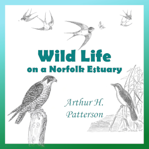 Wild Life on a Norfolk Estuary - Arthur Henry PATTERSON - Free Audio Books Online Audiobooks in English