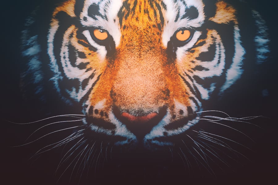 The Jungle Book – Part 4 - Rudyard Kipling - Free Audio Books Online Audiobooks in English