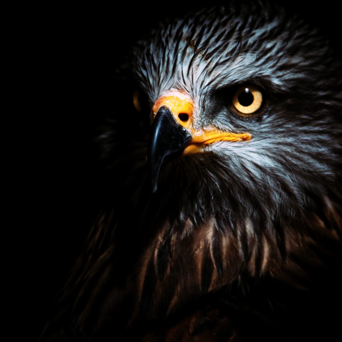 The Jungle Book – Part 7 - Rudyard Kipling - Free Audio Books Online Audiobooks in English