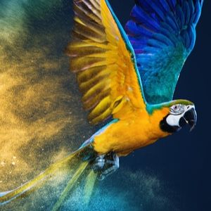 1.Astropup and the Feathered Ambassador - Astropup - Free Audio Books Online Audiobooks in English