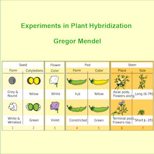 Experiments in Plant Hybridisation - Gregor MENDEL - Free Audio Books Online Audiobooks in English