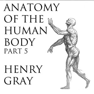 Anatomy of the Human Body, Part 5 (Gray's Anatomy) - Henry Gray - Free Audio Books Online Audiobooks in English