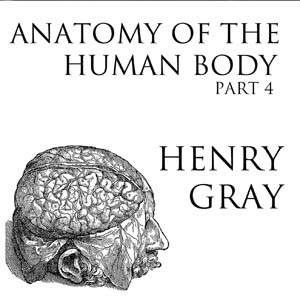 Anatomy of the Human Body, Part 4 (Gray's Anatomy) - Henry Gray - Free Audio Books Online Audiobooks in English