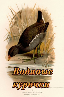 Водяные курочки - Павел Сурожский - современные аудиокниги попаданцы мр3 слушать на лучшем сайте booksaudio-online.com