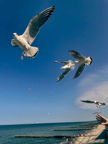 Чайка по имени Джонатан Ливингстон - Ричард Бах - современные аудиокниги попаданцы мр3 слушать на лучшем сайте booksaudio-online.com
