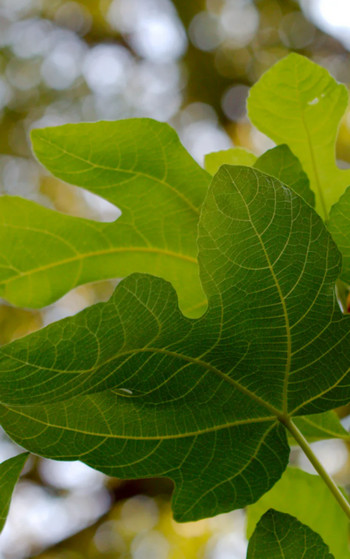Без фигового листочка - Анатолий Мариенгоф - современные аудиокниги попаданцы мр3 слушать на лучшем сайте booksaudio-online.com