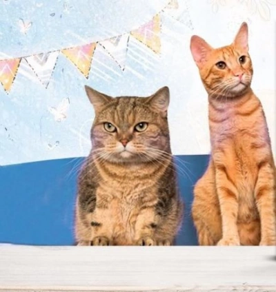 Юнга с эсминца «Оголтелый и другие истории про котов - Марта Кетро - современные аудиокниги попаданцы мр3 слушать на лучшем сайте booksaudio-online.com