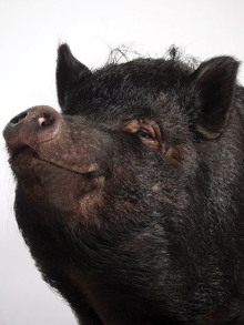 Поросячья этика - Генри О. - современные аудиокниги попаданцы мр3 слушать на лучшем сайте booksaudio-online.com